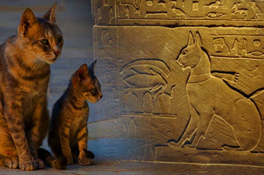Miért rajongtak az ókori egyiptomiak a macskákért?